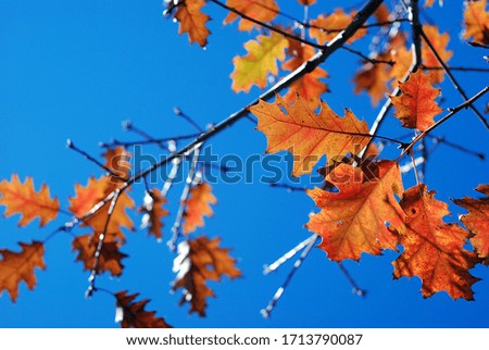 Oak leaves with blue sky as background.