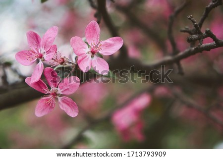 Spring Banner with pink sakura flowers. Abstract floral backdrop of pink flowers over pastel colors with soft style for spring or summer time. Banner background with copy space.