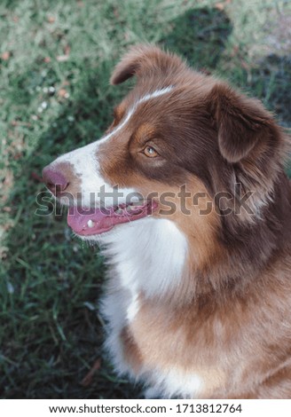 Portrait of a chocolate Australian shepherd dog, close-up dog face, Aussie
