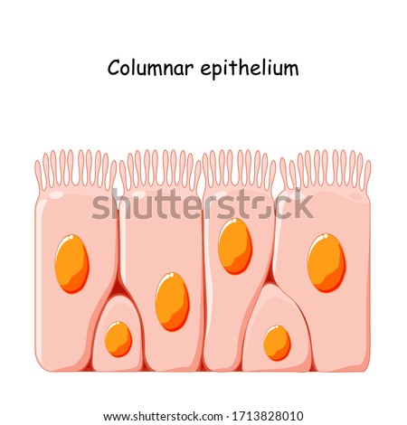 SURFACE-COLUMNAR-EPITHELIUM Stock Vector Images - Avopix.com