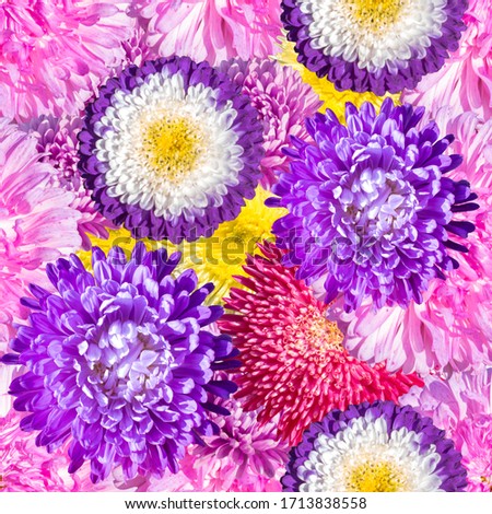 Seamless floral pattern with colorful, bright aster flowers