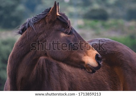 Close-up of a horse in the middle of nature