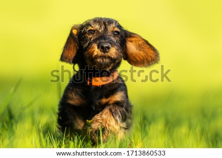  cute puppy wire-haired dachshund is running, take picture with long lense
