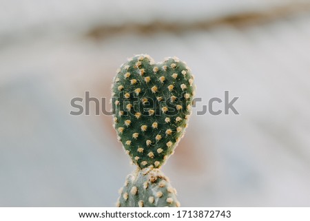 Cactus Opuntia Microdaisy. Botanical propagation.