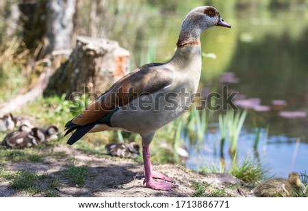 A duck around a small lake in spring