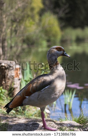 A duck around a small lake in spring