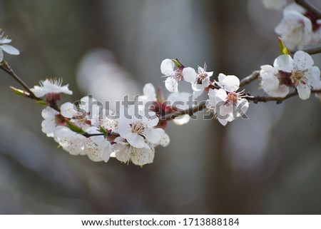 Apricot tree blossoms in spring