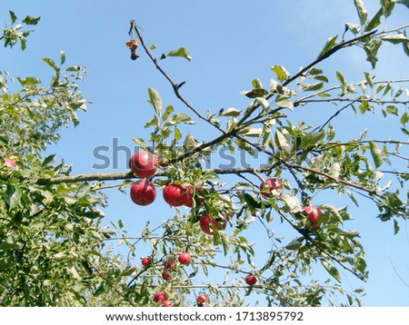 Orchard with ripe red apples, Tree Branch Detail