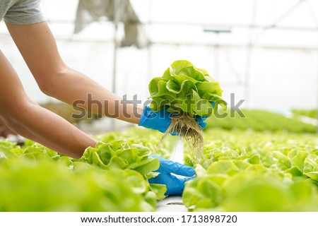 Farmer harvest farm products and fresh vegetables in greenhouse or organic farm for supply chain and delivery to customer hydroponic farm and agriculture for food supply Royalty-Free Stock Photo #1713898720