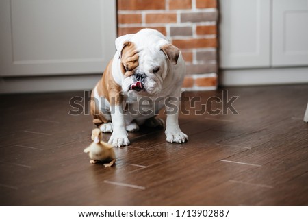 Bulldog english playing with baby mallard ducklings at stylish decorated home on floor