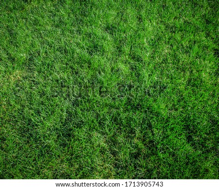 Fresh green grass in the park / football pitch / golf yard. Spring or summer growing. Recently mowed field and juicy grass. Design, background, exterior, fine and bright picture.