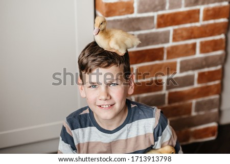 Handsome cute boy playing with little ducks inside stylish decorated house. Tender pictures of a child with ducklings on a brick wall background