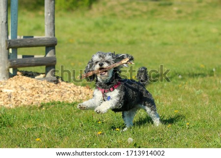 A picture of the happy adult crosbreed of the Poodle and Shi Tzu running on the meadow with a wooden stick in its mouth. 
