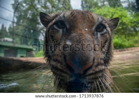  Tiger big predatory animal of national park behind glass.
