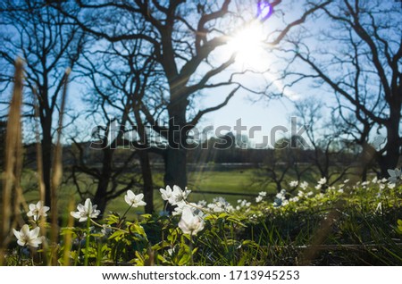 Small white flowers in spring forest in calm sunny day with opposite sun and soft focus. Wood anemone wildflowers. Sweden Royalty-Free Stock Photo #1713945253