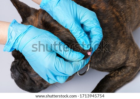 Papilloma on the dog's ear. Examination of neoplasms in animals in a veterinary clinic. Royalty-Free Stock Photo #1713945754