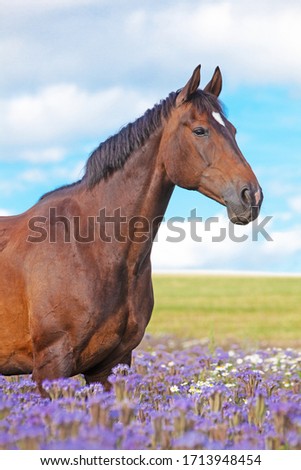 Portrait of nice brown horse posing on blue flowers