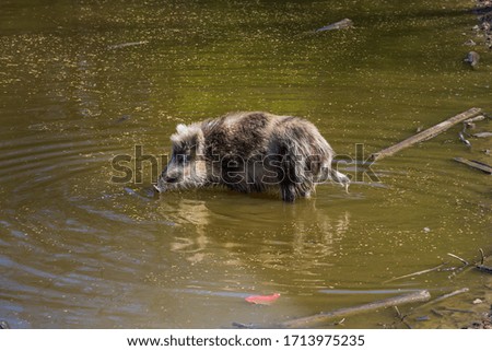 Wild boar - Sus scrofa - a cub in the water of a pond looking for food in its natural habitat. Photos of wild nature.