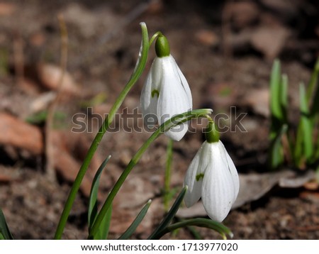 Beautiful spring forest snowdrops close-up