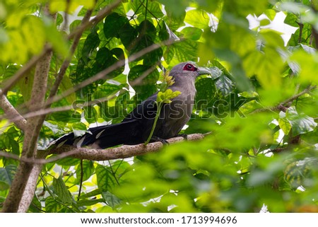 Green-billed Malkoha - Phaenicophaeus tristis non-parasitic cuckoo, bird is waxy bluish black with a long graduated tail with white tips to the tail feathers, found in dry scrub and thin forests.  Royalty-Free Stock Photo #1713994696
