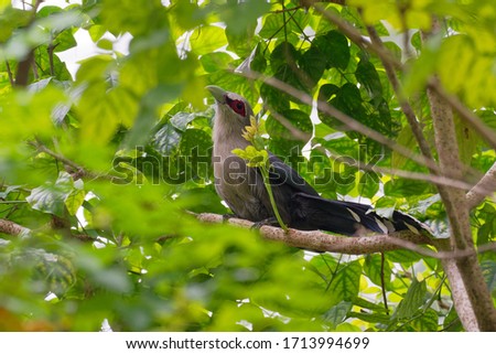 Green-billed Malkoha - Phaenicophaeus tristis non-parasitic cuckoo, bird is waxy bluish black with a long graduated tail with white tips to the tail feathers, found in dry scrub and thin forests.  Royalty-Free Stock Photo #1713994699