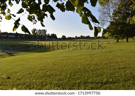 Green grass in a quiet park