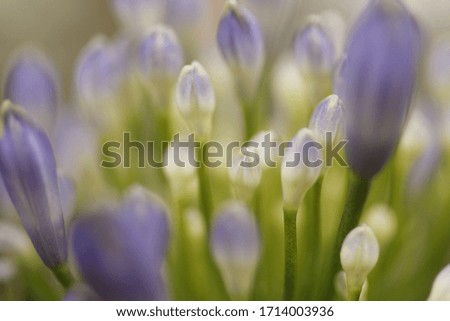 Blurred closeup nature view of lilac flowers.  Ecology, loving wallpaper concept