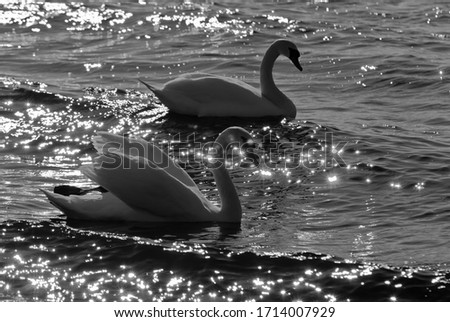 two beautiful white swans are swimming in the river, the photo shows the glare from the sun reflected in the water. black and white photo