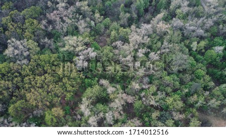 Mesmerizing forest on the Hydropark island in Kiev.
