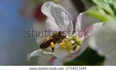 Close-up of a honey bee looking for pollen on a blossom of an apple tree in spring with pollen on its legs