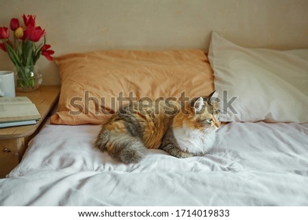Ginger, tricolor cat relaxing on in the bed. Notebook, book, cup of tea and spring flowers  with home decor on the warm soft bed. Cozy concept.