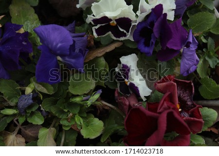 A Pansy Plant in Bloom