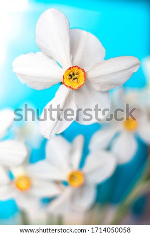 Closeup of Poet's Daffodil (Narcissus poeticus) flower. White narcissus (Narcissus poeticus) bouquet in glass. Pheasant’s eye, Findern flower or Pinkster lily - Narcissus poeticus - in spring.