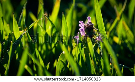 Purple field plant surrounded by lush grasses in a meadow