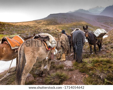 Gaucho with his horses looks at the road to do in the Andes mountain range on a rainy day. Andes Mountains, Argentina and Chile bordering countries