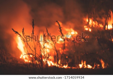 The raging flame of fire burn in the fields, forests and black thick acrid smoke. Big spring wildfire close-up.