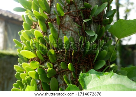 Small leaves with green color on tree trunk