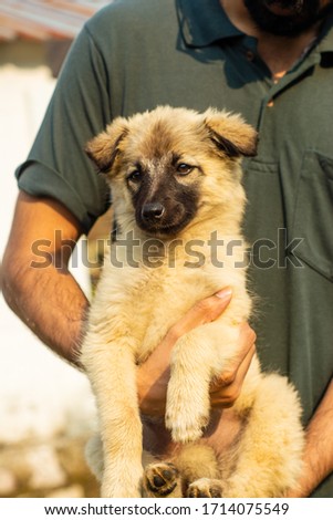 closeup of a cute furry puppy held in a arms of an adult man in summer afternoon. puppy is in focus and the background is blurred.