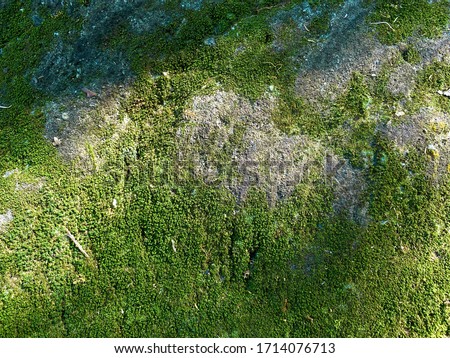 Green moss in stone background Royalty-Free Stock Photo #1714076713