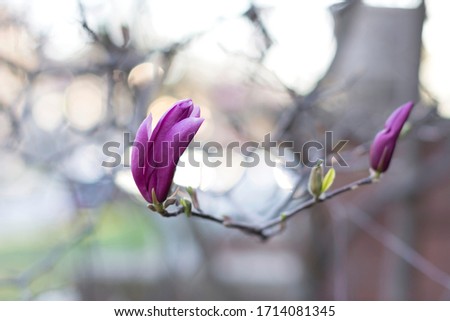 Pink Magnolia flower against a background of flowers