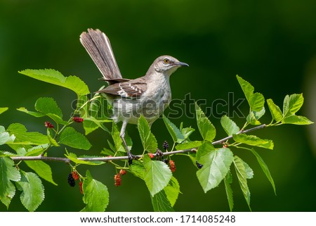 Mockingbird in Mulberry Tree in Louisiana in Spring
