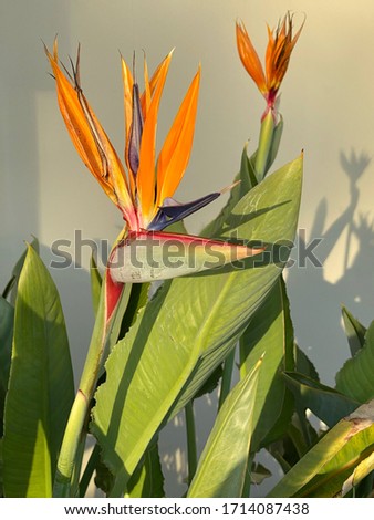 Bird of paradise flower with shadows against beige background