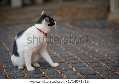 black and white cat sitting on carpet stone