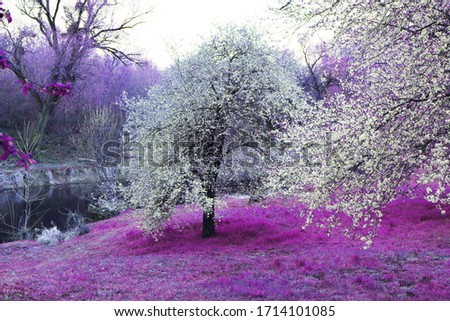  beautiful flowering tree in spring