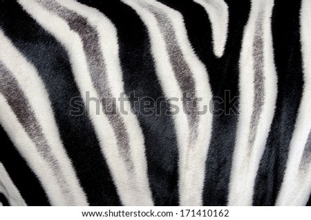 The structure of zebra skin. Close-up.