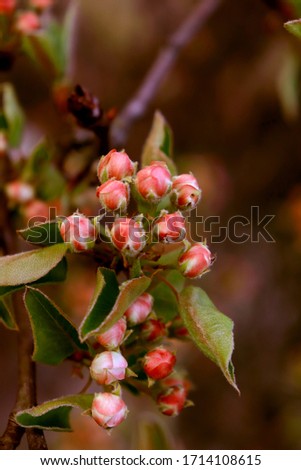 beautiful emotional spring photo with tree branches with buds of flowers on a natural background