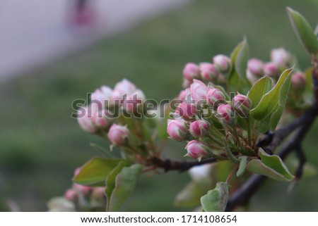 beautiful emotional spring photo with tree branches with buds of flowers on a natural background