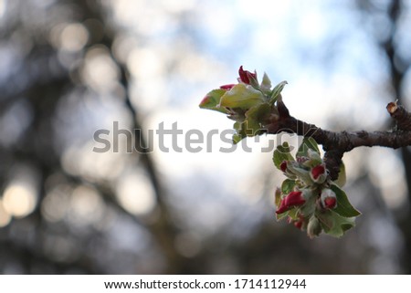  beautiful emotional spring photo with tree branches with buds of flowers on a natural background