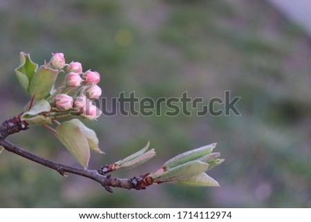  beautiful emotional spring photo with tree branches with buds of flowers on a natural background