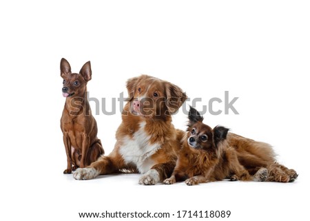 Three dogs, big and small together. Nova Scotia Duck Tolling Retriever, Russian Toy Terrier. Pet on a white 